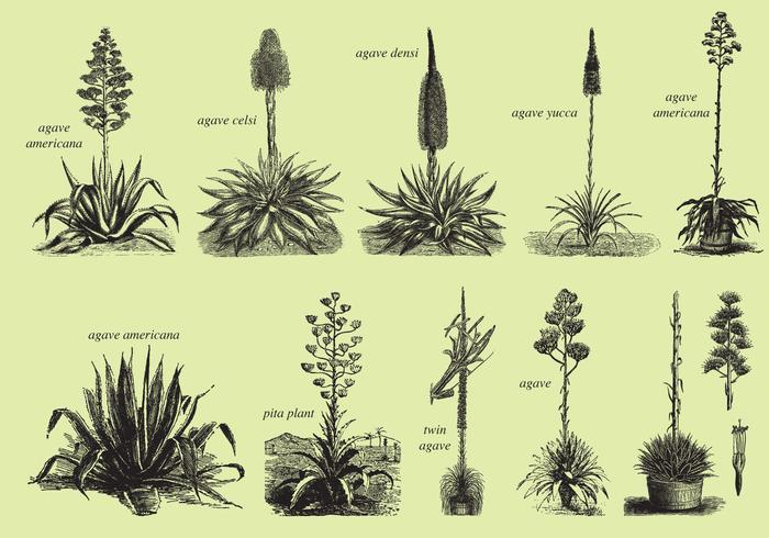 700x490 Agave And Maguey Drawings