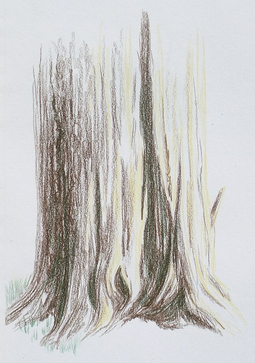 500x711 Colored Pencil Plein Air Drawing Week 5 Report