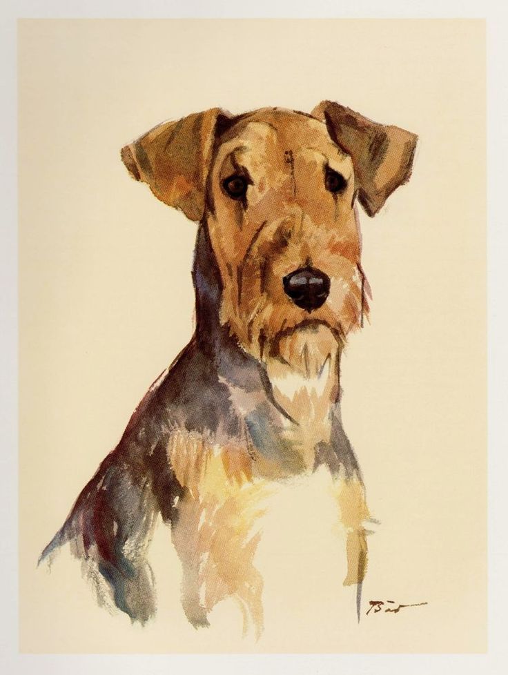 736x978 29 Best Airedale Terrier Images On Airedale Terrier