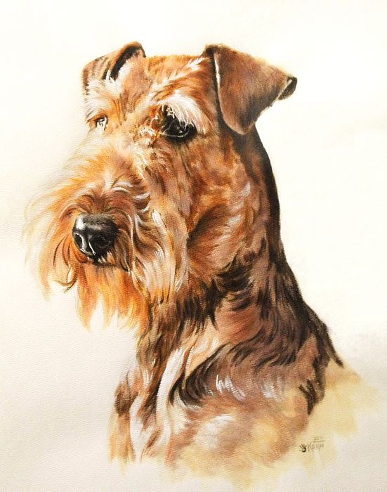 551x700 37 Best Airdale Terrier Images On Airedale Terrier