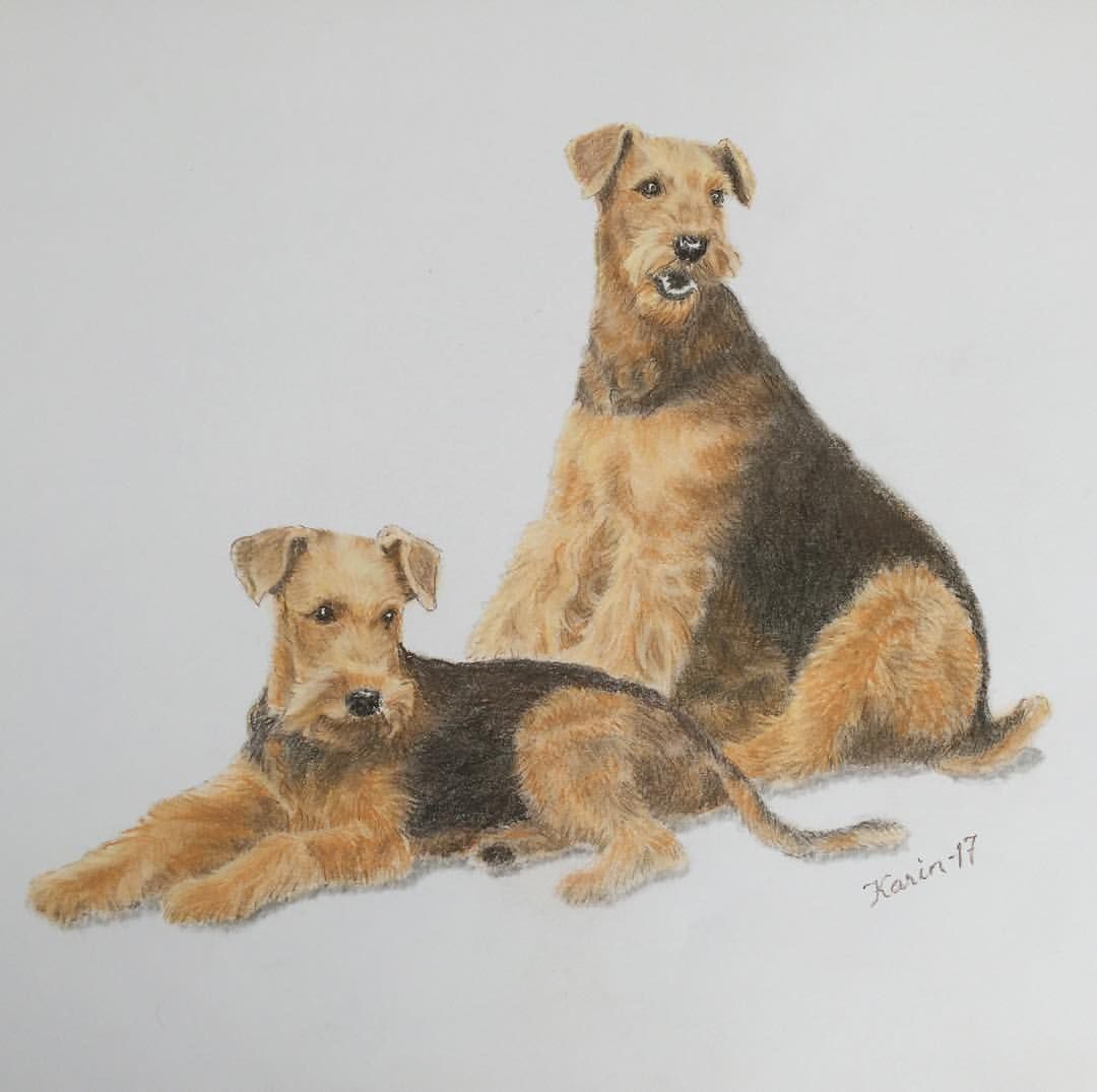 1080x1075 Airedale Terrier Art. Pastel Drawing By Karin Marjamaa