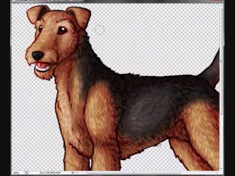 480x360 Drawing An Airedale