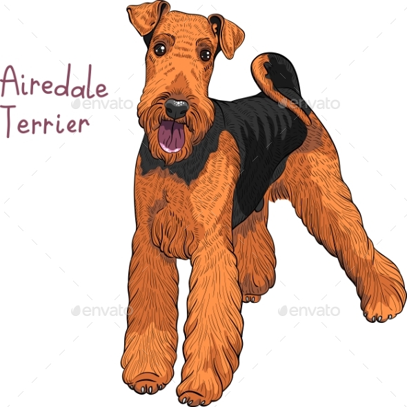 590x590 Sketch Dog Airedale Terrier Breed By Kavalenkava Graphicriver