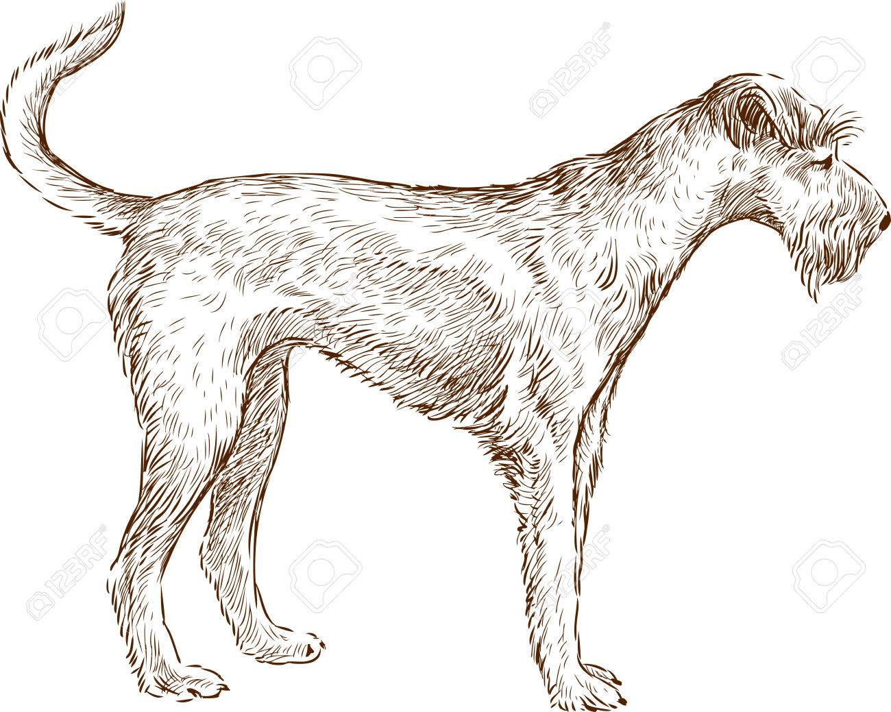 1300x1039 The Vector Drawing Of An Airedale Terrier. Royalty Free Cliparts