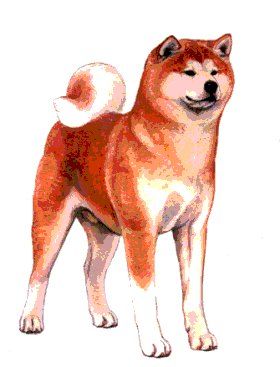 280x367 Akita Inu Drawing