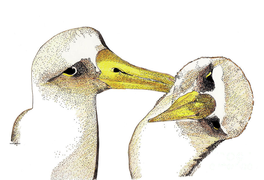 900x614 Albatross Drawing By Nancy Mergybrower