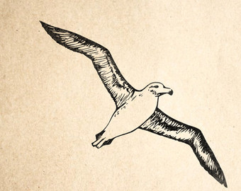 340x270 Flying Albatross Etsy