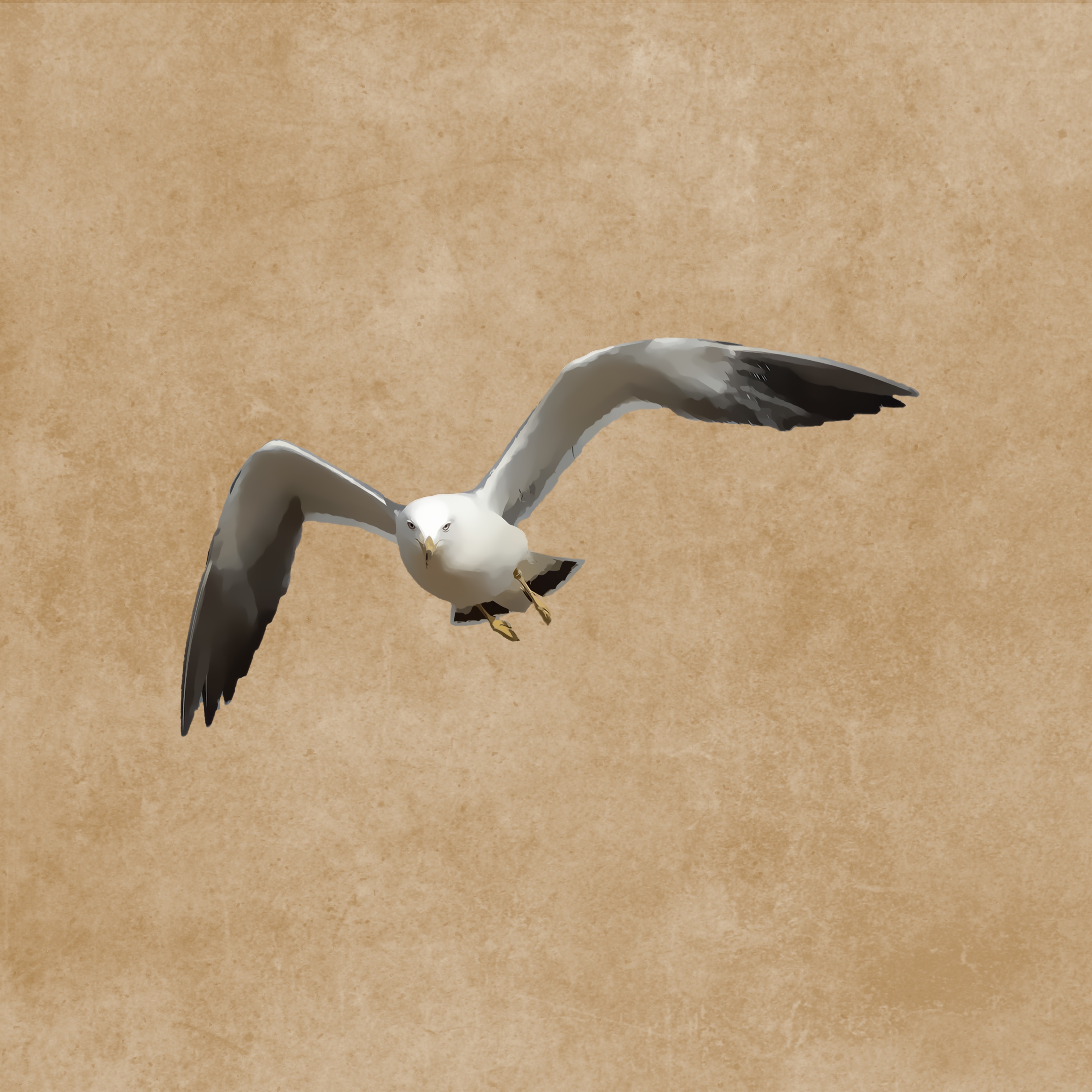 3600x3600 Free Images Bird, Wing, Seabird, Fly, Seagull, Gull, Beak