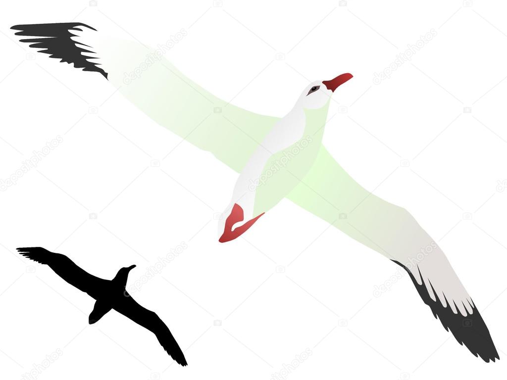 1024x768 Vector Drawing Of Albatross Stock Vector Lapotnik