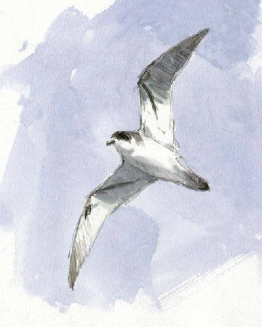 374x467 Albatross Drawing