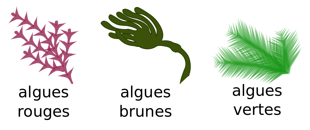 1024x430 Filealgae Pengo Fr.svg