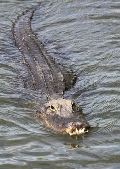 236x331 Crocodiles In Water Fav Animals Crocodile, Animal