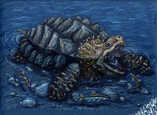 Alligator Snapping Turtle Drawing at GetDrawings | Free download