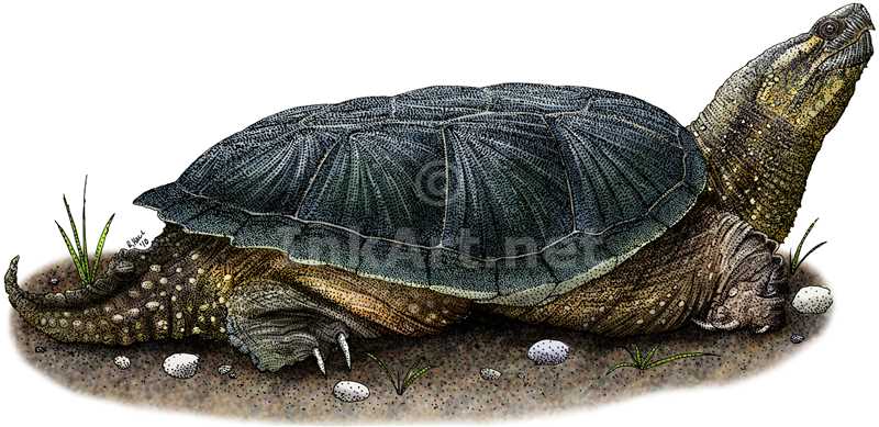 800x389 Common Snapping Turtle Stock Art Illustration