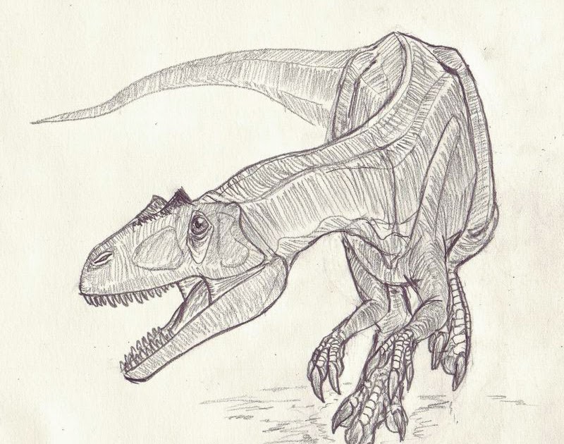 Allosaurus Drawing at GetDrawings | Free download