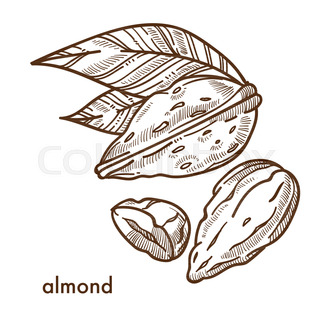 320x320 Whole And Cut Almond Nuts, Vector Illustration Isolated On White