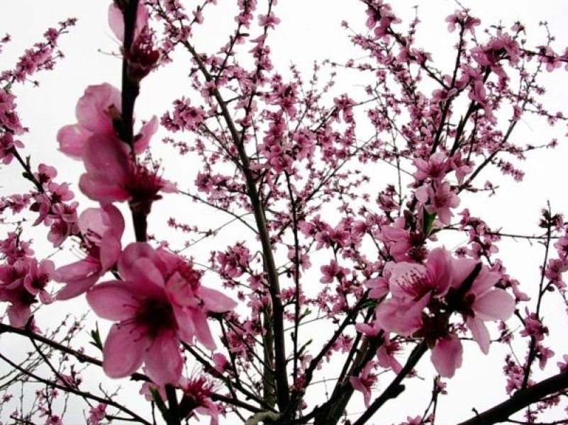 801x600 Almond Tree's Secret Weapon