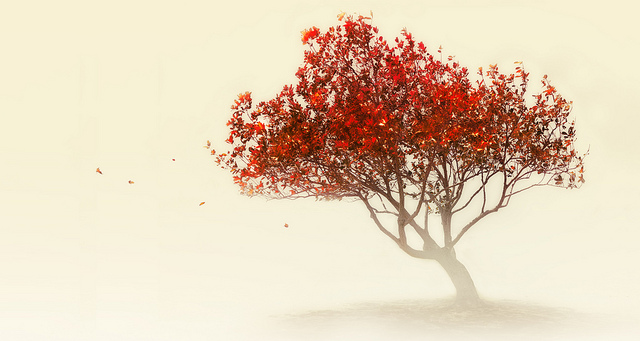 640x341 Draw A Tree To Find Out Who You Are