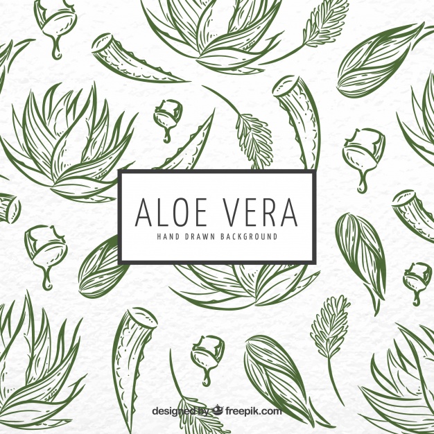 626x626 Aloe Vera Sketch Background Vector Free Download