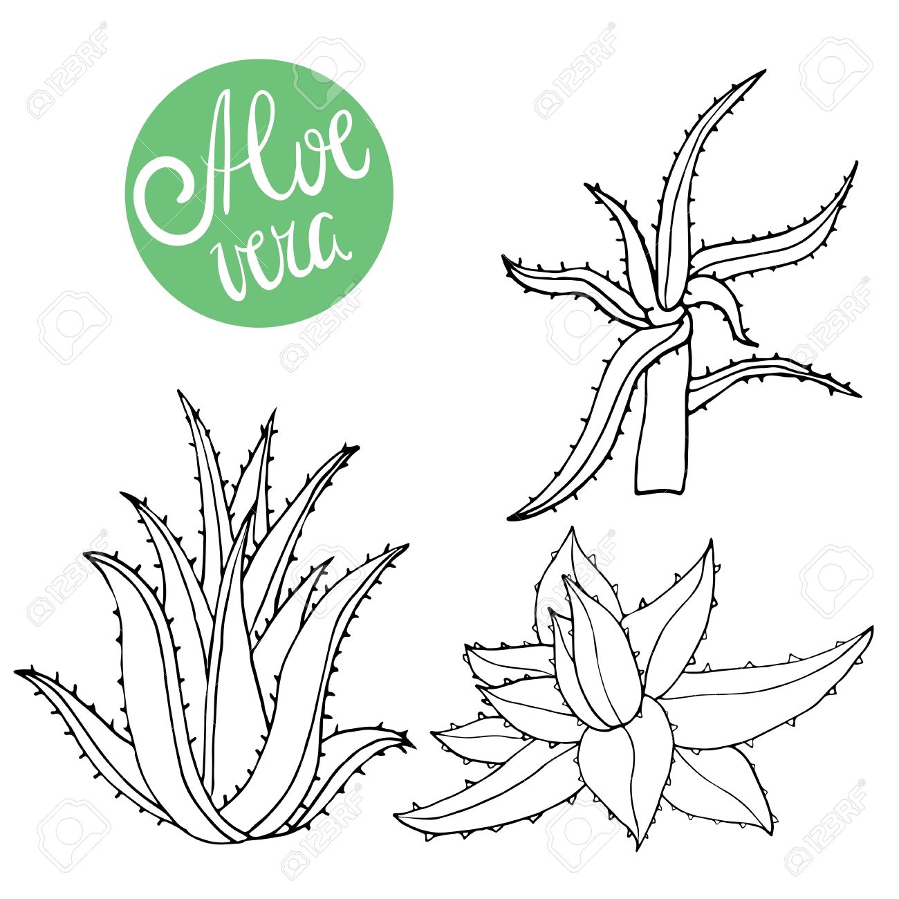 1300x1300 Collection Of Hand Drawing Aloe Isolated On White. Vector Doodle