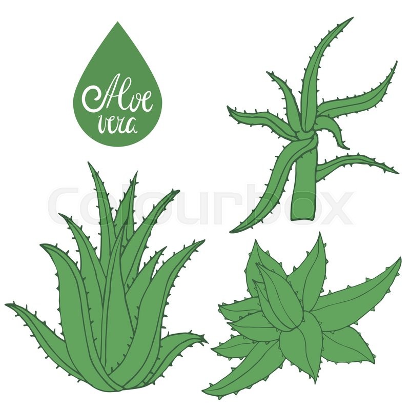 800x800 Collection Hand Drawing Aloe Isolated On White. Green Leaves