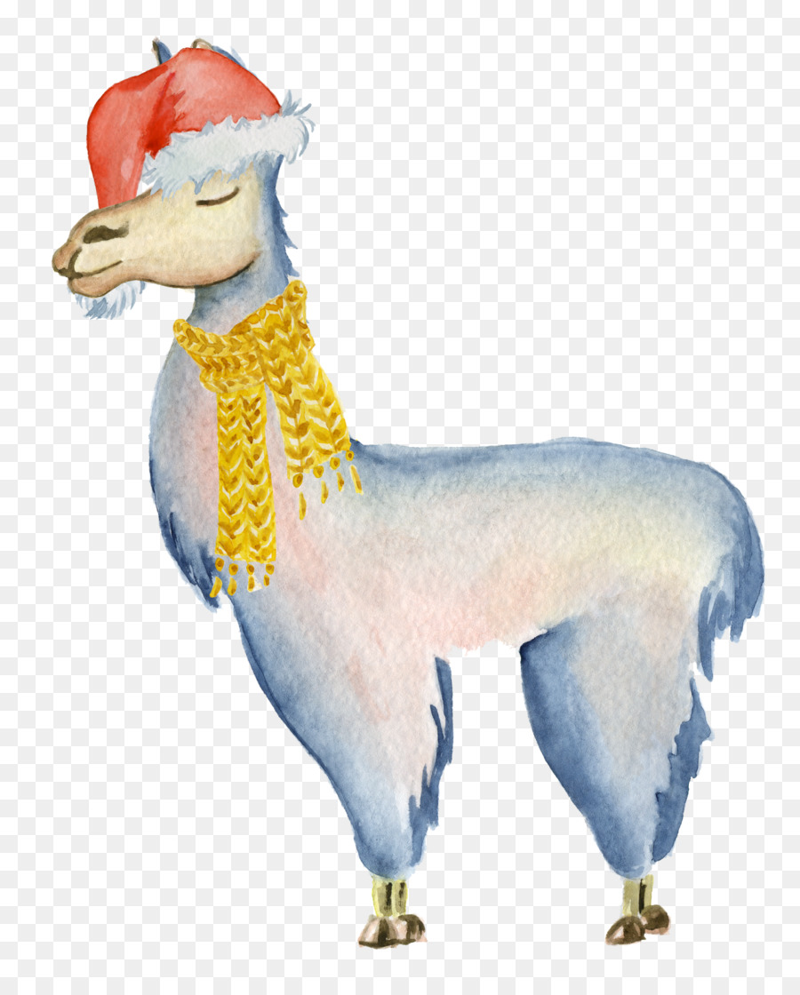 900x1120 Llama Alpaca Drawing