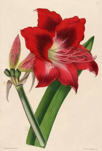 339x500 Amaryllis Drawing Watercolor Botanical Illustration