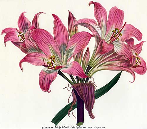 500x440 Belladonna Flower Drawing Amaryllis Belladonna Plants