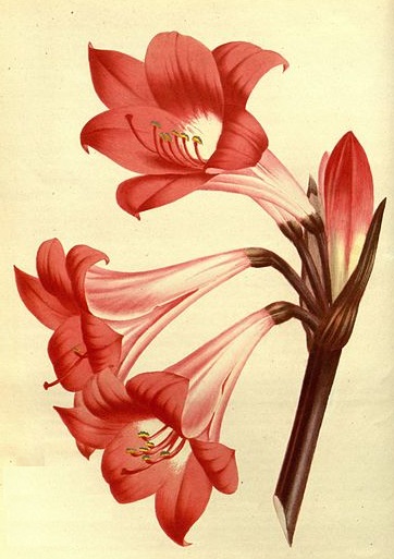 362x513 Old drawing of amaryllis belladonna flower.jpg
