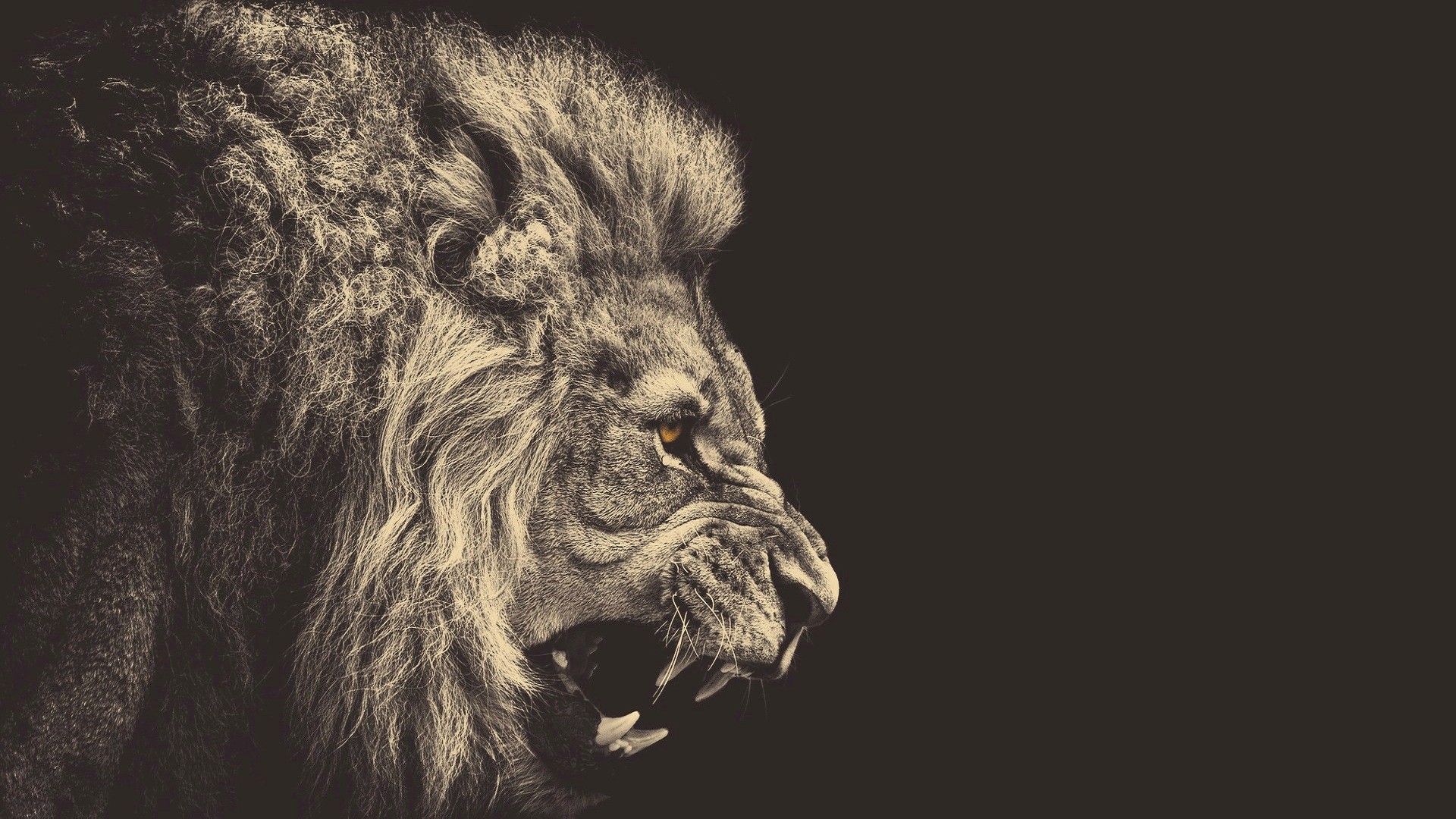 1920x1080 Amazing Best Drawing Of Lion Face In Dark Background Hd Famous