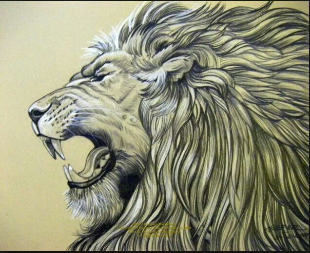 636x520 Amazing Lion Tattoo Sketch For Geary Lions