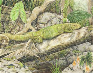 300x235 Amazon Rainforest Drawings Fine Art America