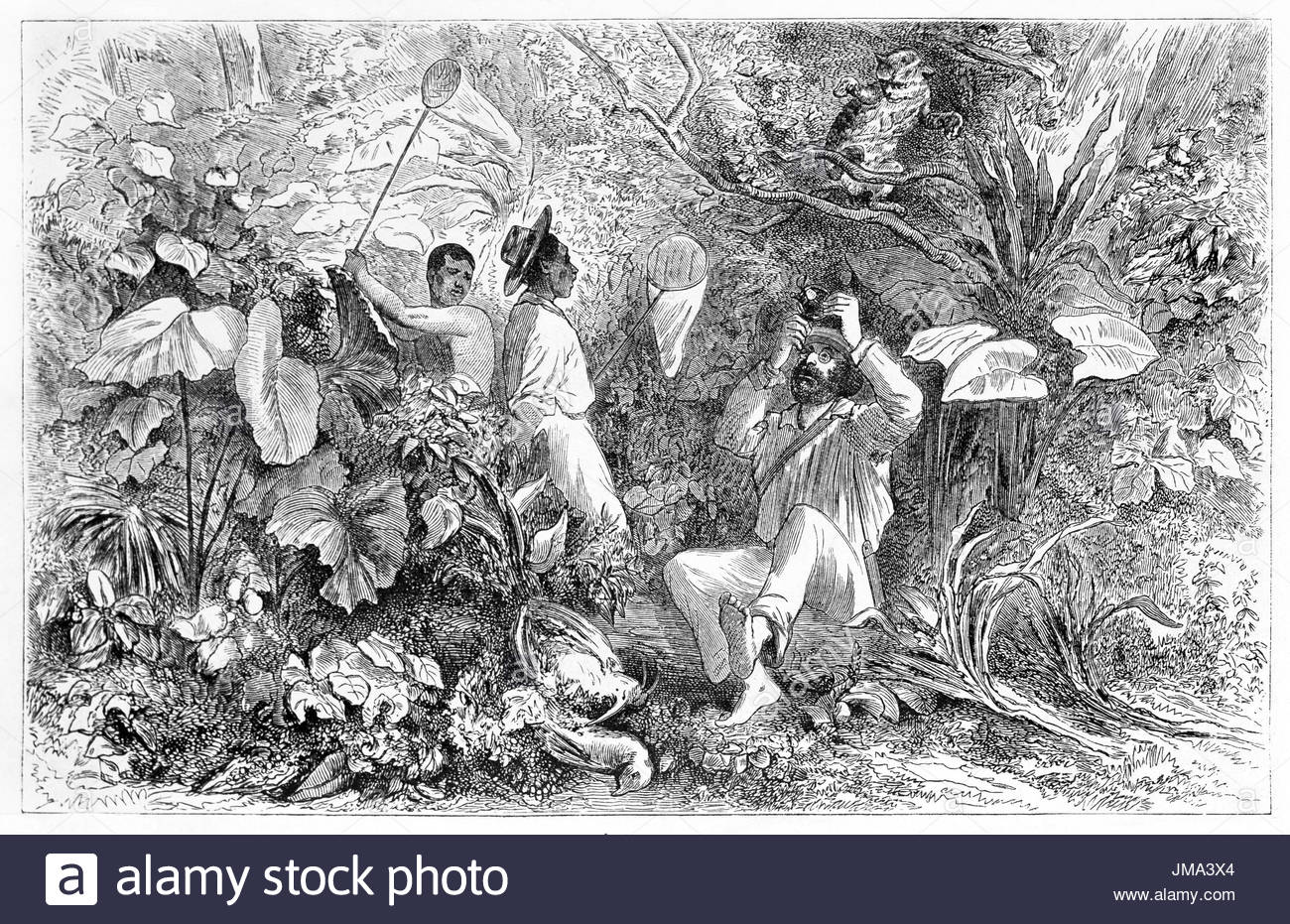 1300x931 Old Illustration Of Explorer And Assistants In The Amazon