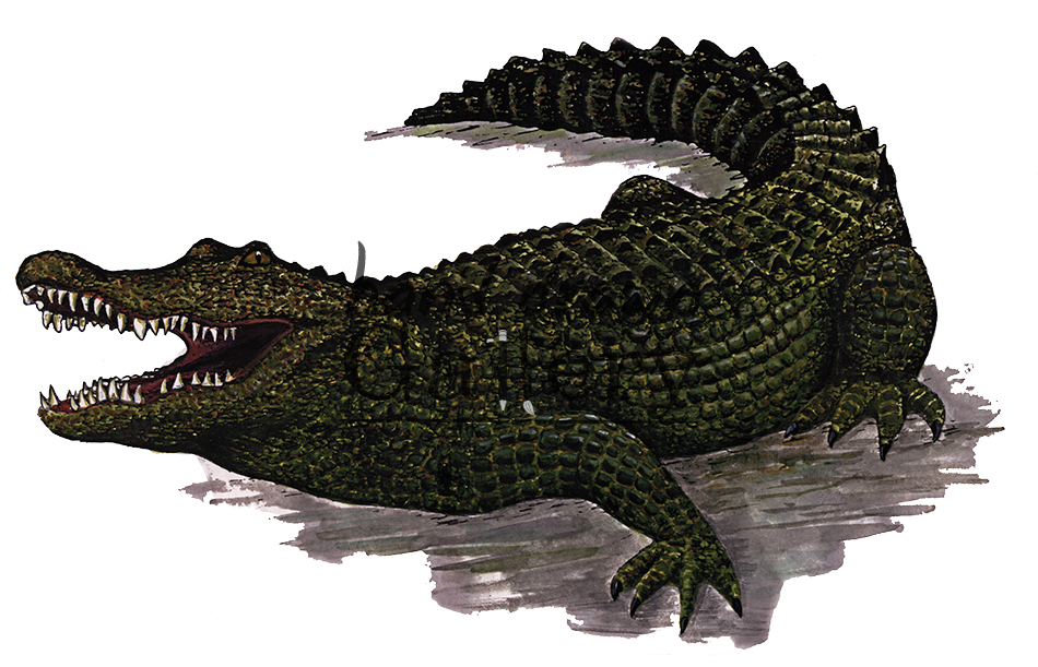 950x611 Alligator (Color)