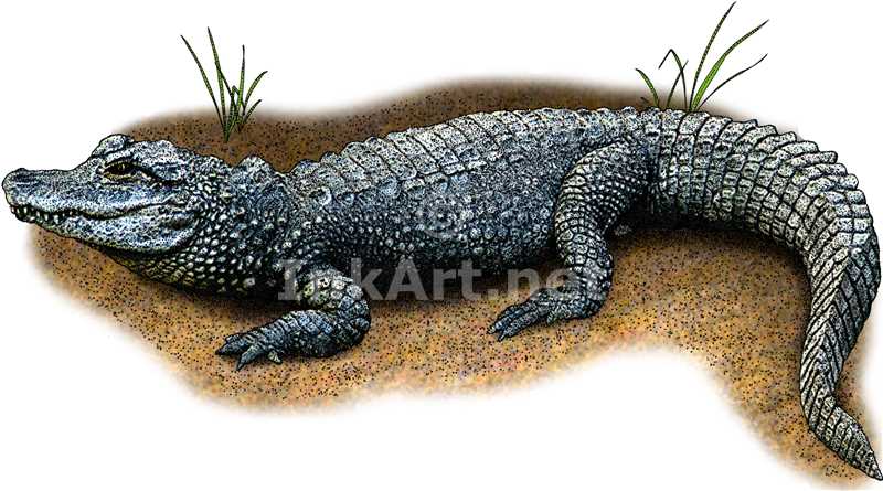 800x445 Color Illustration Of A Chinese Allgator (Alligator Sinensis