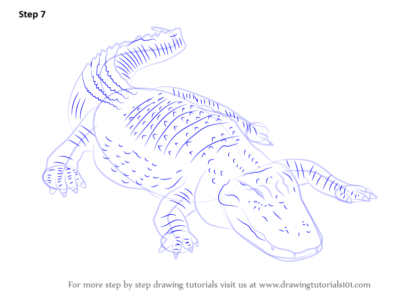 843x596 Learn How To Draw An American Alligator (Reptiles) Step By Step