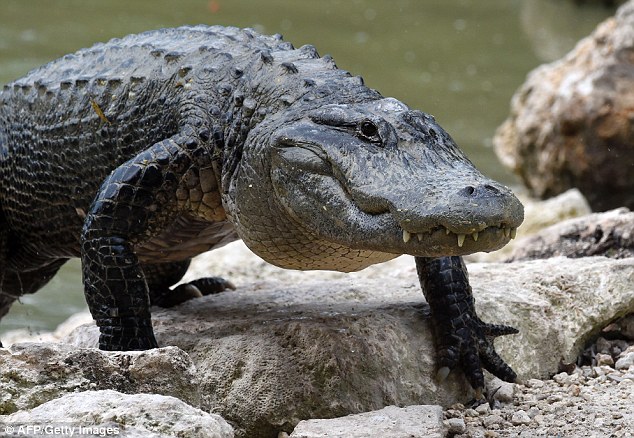 634x438 Researchers Say The American Alligator Is 6 Million Years Older