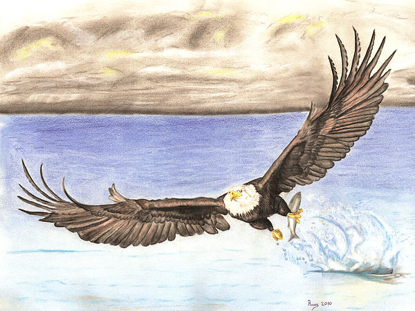 600x450 American Bald Eagle Captures Fish Drawing By Russ Smith