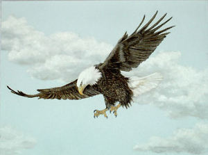 300x223 Original Pastel Drawing American Bald Eagle Flying Sally Porter