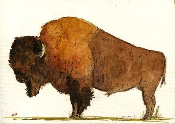570x404 American North Bison Buffalo Study Wildlife Color Animal Drawing