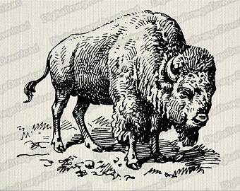 340x270 Bison Drawing Etsy