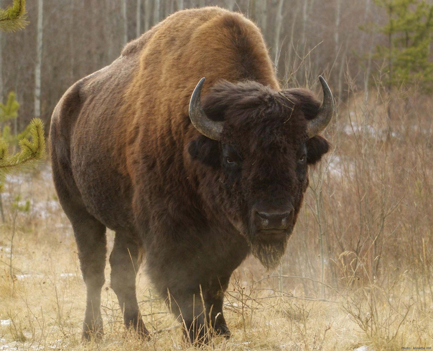 1680x1362 Canadian Wildlife Federation North American Bison