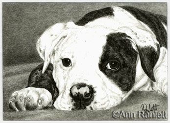 347x252 13 Best Bulldogs Images On Dog Art, Dogs And Pets