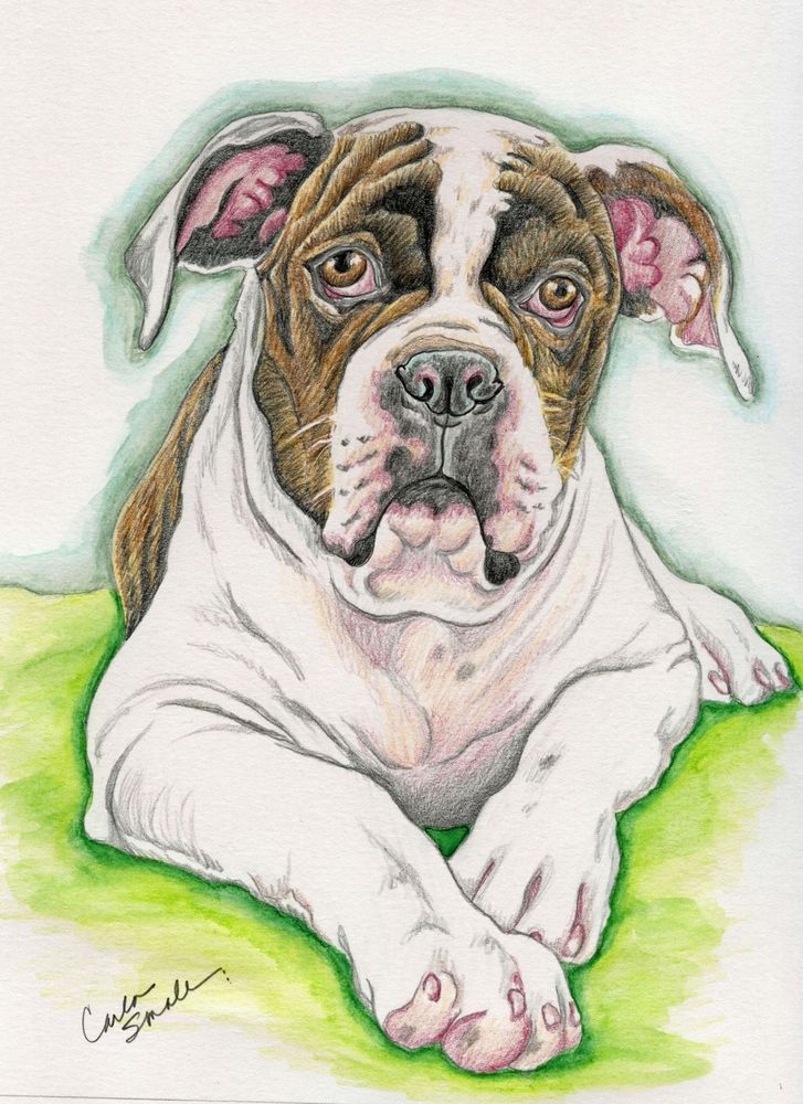 727x1000 American Bulldog Dog Art Original Pencil Drawing 7 X 9 Carla