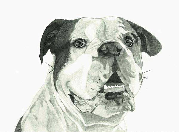 600x443 American Bulldog Drawing By Matthew Moore