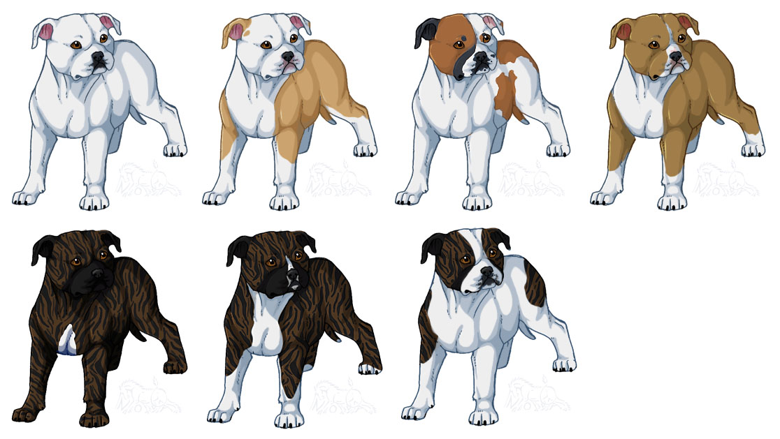 1116x629 American Bulldogs, Bully Type By Novablue