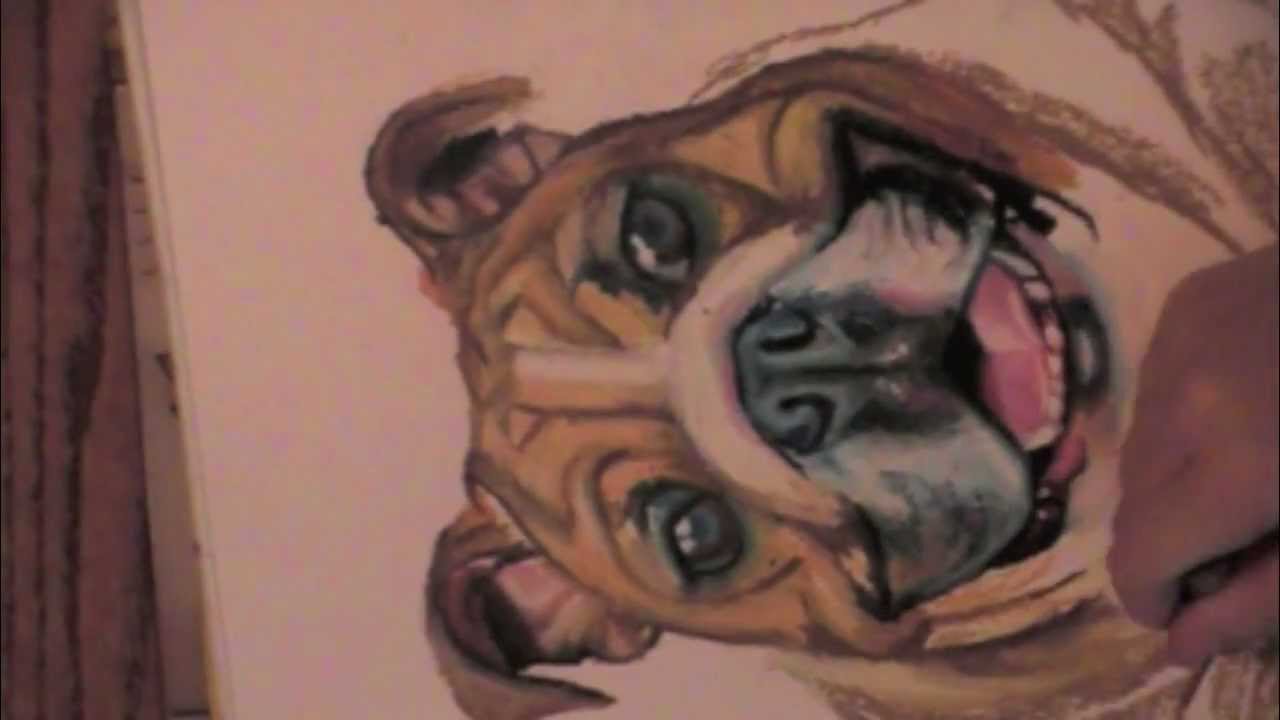 1280x720 Drawing An American Bulldog