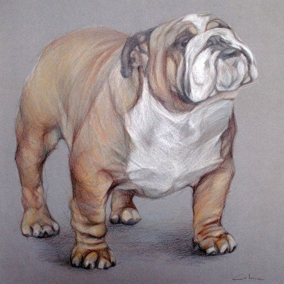 570x570 English Bulldog Art Pet Portrait Drawing American Bulldogs