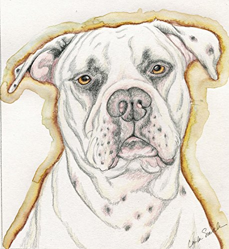 459x500 Limited Edition Print American Bulldog Pet Dog Art Carla Https