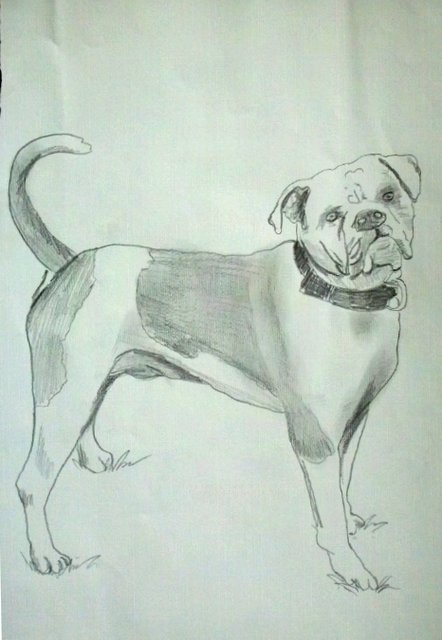 442x640 My Unfinished Drawing Of An American Bulldog. I Drew This